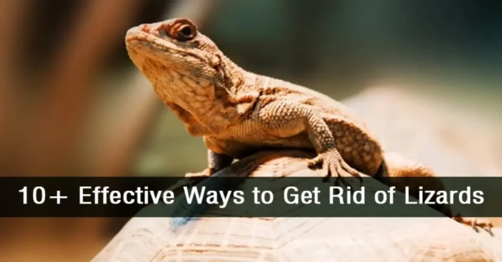Lizard Removal Tips